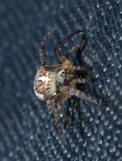 Araneus bicentenarius P1230708a by Xpda. Used under a CC BY-SA 4.0 license.