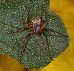 Araneus bispinosus 1663448 by Don Loarie. Used under a CC BY 4.0 license.