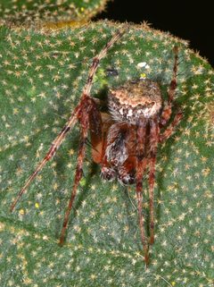 Araneus bispinosus 1663451 by Don Loarie. Used under a CC BY 4.0 license.