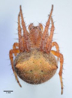 Araneus bispinosus 329987 by Don Loarie. Used under a CC BY 4.0 license.