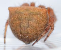 Araneus bispinosus 329988 by Don Loarie. Used under a CC BY 4.0 license.