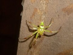 Araneus bonsallae 27544967 by Even Dankowicz. Used under a CC BY 4.0 license.