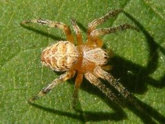 AraneusCavaticus by Smidon33. Used under a CC BY-SA 3.0 license.