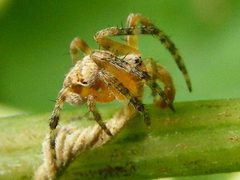 AraneusCavaticus2 by Smidon33. Used under a CC BY-SA 3.0 license.
