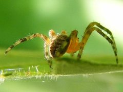 AraneusCavaticus3 by Smidon33. Used under a CC BY-SA 3.0 license.