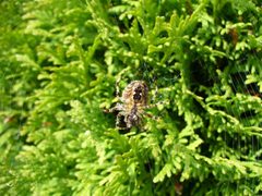 Araneus cavaticus by Neelix at English Wikipedia. Used under a Public domain license.