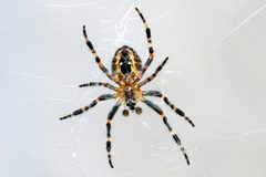 Araneus cavaticus 02 by No machine-readable author provided. Abrahami assumed (based on copyright claims).. Used under a CC BY-SA 2.5 license.