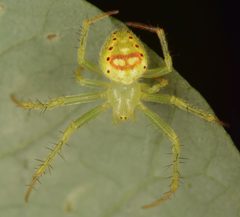 Araneus cingulatus 47040160 by skitterbug. Used under a CC BY 4.0 license.