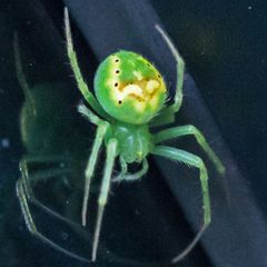 Araneus cingulatus 9203673 by Bill Keim. Used under a CC BY 4.0 license.