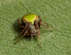 Araneus detrimentosus 10540363 by Meghan Cassidy. Used under a CC BY-SA 4.0 license.