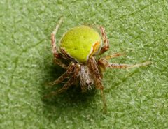 Araneus detrimentosus 10540366 by Meghan Cassidy. Used under a CC BY-SA 4.0 license.