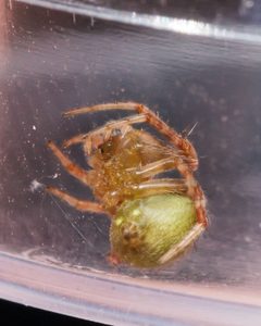 Araneus detrimentosus 10540368 by Meghan Cassidy. Used under a CC BY-SA 4.0 license.