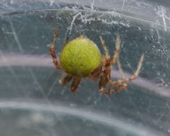 Araneus detrimentosus 10540378 by Meghan Cassidy. Used under a CC BY-SA 4.0 license.