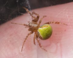 Araneus detrimentosus 10540380 by Meghan Cassidy. Used under a CC BY-SA 4.0 license.