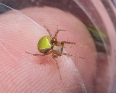 Araneus detrimentosus 10540385 by Meghan Cassidy. Used under a CC BY-SA 4.0 license.