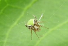 Araneus detrimentosus 26198189 by Francisco Farriols Sarabia. Used under a CC BY 4.0 license.