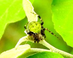 Araneus detrimentosus 9608381 by Francisco Farriols Sarabia. Used under a CC BY 4.0 license.