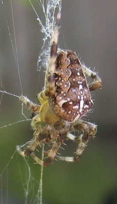 Araneus diadematus 2005-08-18 01 by wikipedia. Used under a CC BY-SA 3.0 license.