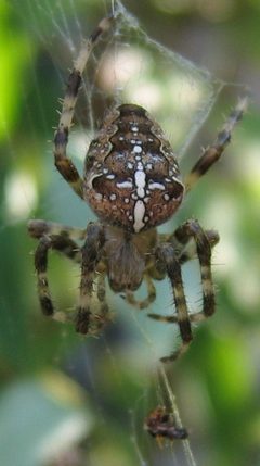 Araneus diadematus 2005-08-18 02 by wikipedia. Used under a CC BY-SA 3.0 license.