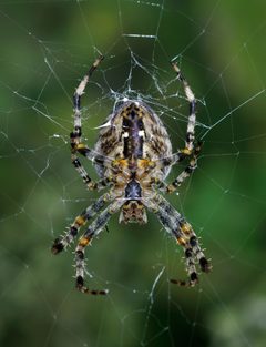 Araneus diadematus qtl1 by Quartl. Used under a CC BY-SA 3.0 license.
