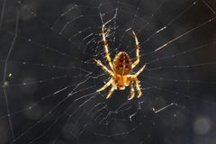 Baden-Baden-Araneus diadematus-Gartenkreuzspinne-04-2013-gje by Gerd Eichmann. Used under a CC BY 4.0 license.