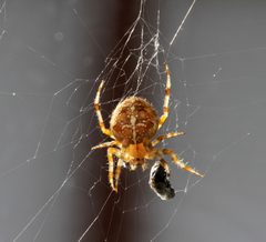 Baden-Baden-Araneus diadematus-Gartenkreuzspinne-12-2013-gje by Gerd Eichmann. Used under a CC BY 4.0 license.