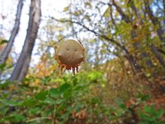 2016.09.28 16.59.32 DSC06588 - Flickr - andrey zharkikh by Andrey Zharkikh from Salt Lake City, USA. Used under a CC BY 2.0 license.