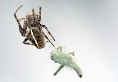 Araneus gemma -- Orb Weaver Spider by Chad King. Used under a CC BY-SA 2.0 license.