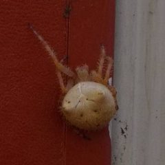 Cat faced orb weaver by Roberto Galindo. Used under a CC BY-SA 3.0 license.