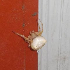 White cat faced spider by Roberto Galindo. Used under a CC BY-SA 3.0 license.