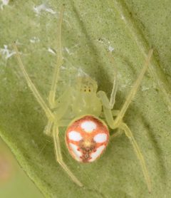 Araneus guttulatus 43318386 by skitterbug. Used under a CC BY 4.0 license.