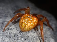 Araneus iviei 10931523 by Chris Kratzer. Used under a CC BY-SA 4.0 license.