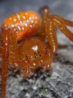 Araneus iviei 10931525 by Chris Kratzer. Used under a CC BY-SA 4.0 license.