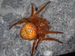 Araneus iviei 10931527 by Chris Kratzer. Used under a CC BY-SA 4.0 license.