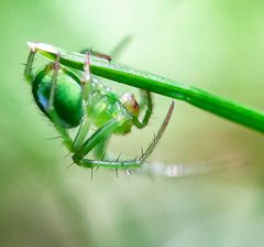 Araneus juniperi by WanderingMogwai. Used under a CC BY-SA 4.0 license.
