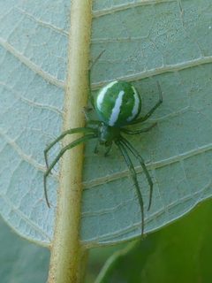 Araneus juniperi 54221534 by Christian Grenier. Used under a CC0 license.