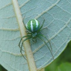 Araneus juniperi 54221540 by Christian Grenier. Used under a CC0 license.