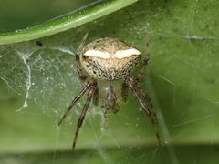 Araneus miniatus 14735990 by John P. Friel. Used under a CC BY 4.0 license.