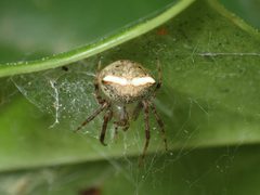 Araneus miniatus 14735993 by John P. Friel. Used under a CC BY 4.0 license.