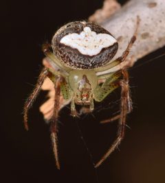 Araneus miniatus 61188961 by skitterbug. Used under a CC BY 4.0 license.