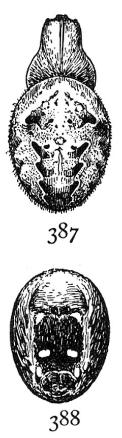 Common Spiders U.S. 387-8 Araneus nordmanni by James Henry Emerton (1847 – 1931). Used under a Public domain license.