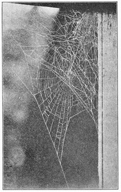 Common Spiders U.S. 406 Araneus pegnia web by James Henry Emerton (1847 – 1931). Used under a Public domain license.