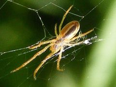 AraneusPratensis by Smidon33. Used under a CC BY-SA 3.0 license.