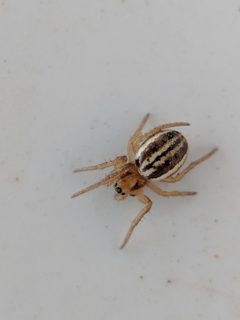 Araneus pratensis 17059424 by ksandsman. Used under a CC BY 4.0 license.