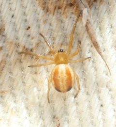 Araneus pratensis 27545356 by Even Dankowicz. Used under a CC BY 4.0 license.