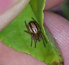 Araneus pratensis 27545371 by Even Dankowicz. Used under a CC BY 4.0 license.