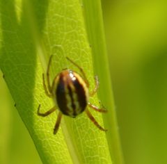 Araneus pratensis 41731896 by erothsch. Used under a CC BY 4.0 license.