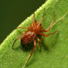 Araneus pratensis 5669957 by Katja Schulz. Used under a CC BY 4.0 license.
