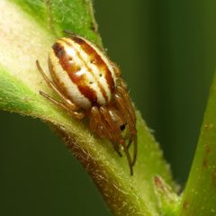 Araneus pratensis 5669958 by Katja Schulz. Used under a CC BY 4.0 license.