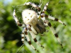 AraneusTrifolium by Smidon33. Used under a CC BY-SA 3.0 license.